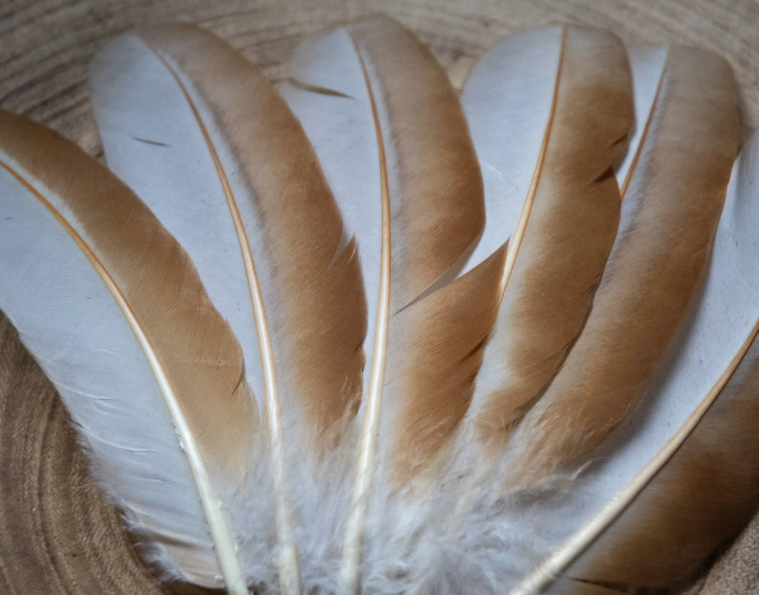 Plumes blanches d'ailes de poules Plumes Naturelles