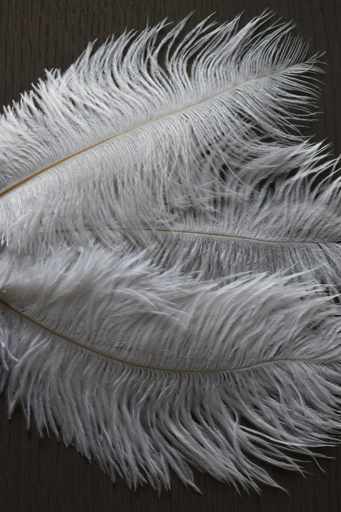 Plumes d'autruches Plumes Naturelles