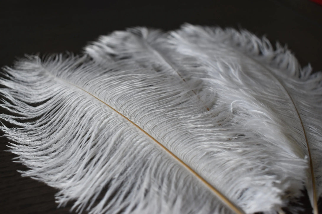 Plumes d'autruches Plumes Naturelles