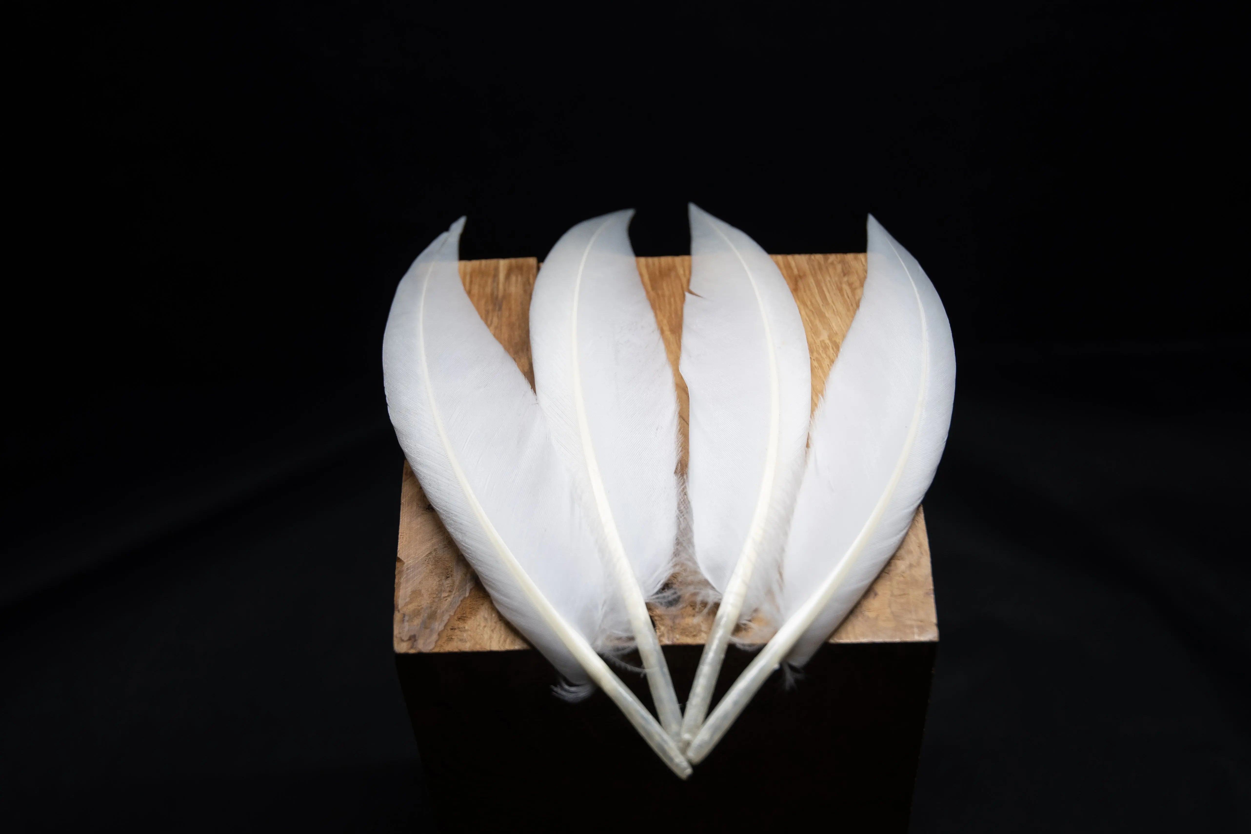 Plumes de dinde sauvage - SHOR Fishing Plumes de dinde sauvage - SHOR Fishing