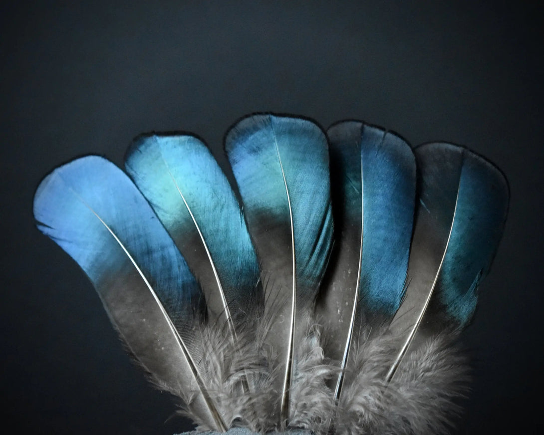 Plumes de Faisan de Lady Amherst Plumes Naturelles