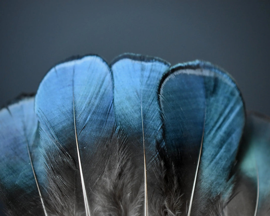 Plumes de Faisan de Lady Amherst Plumes Naturelles