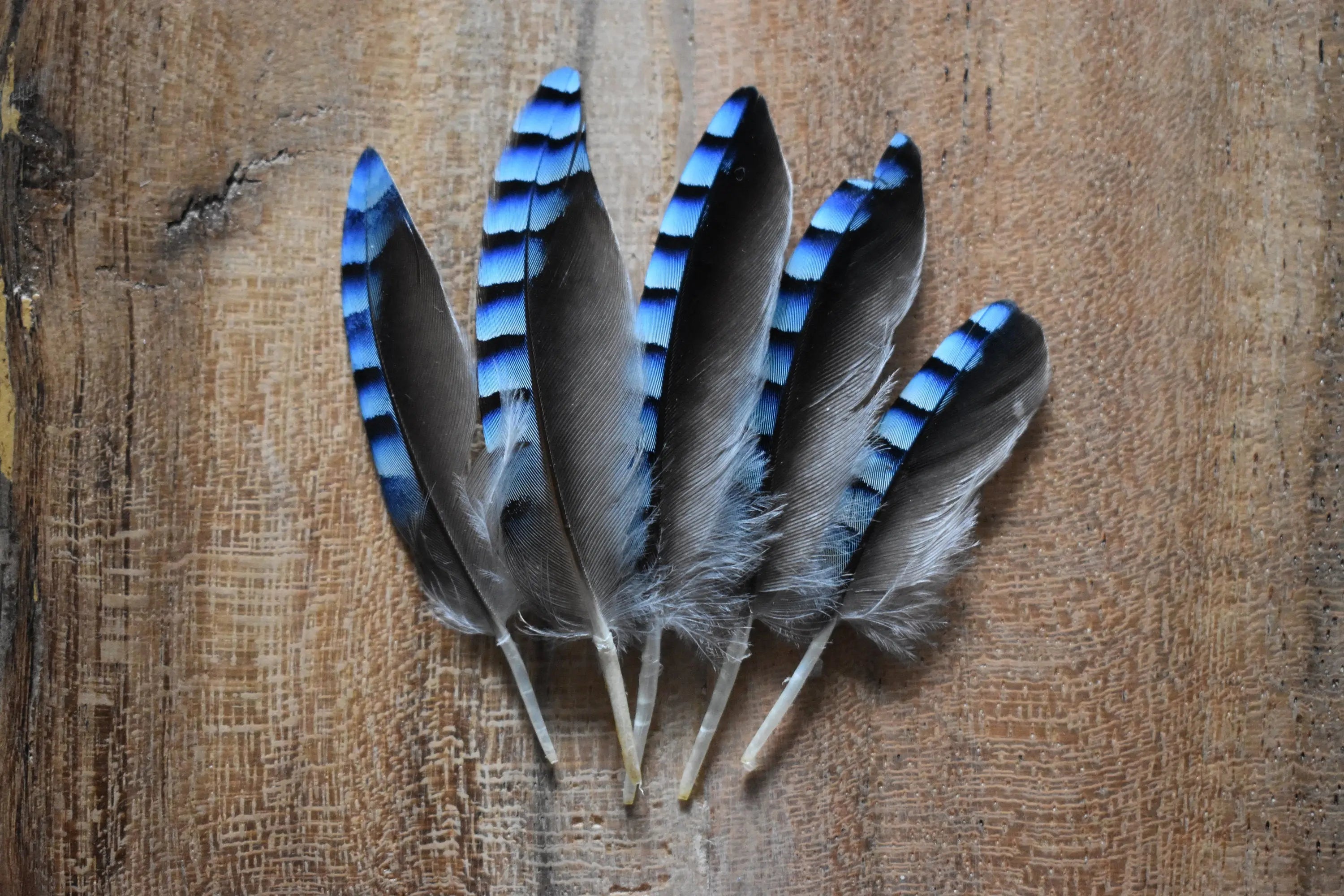 Plumes Pour Flèches 3 Pouces – Bleu Barré – Lot De 50 – Plumes Naturelles