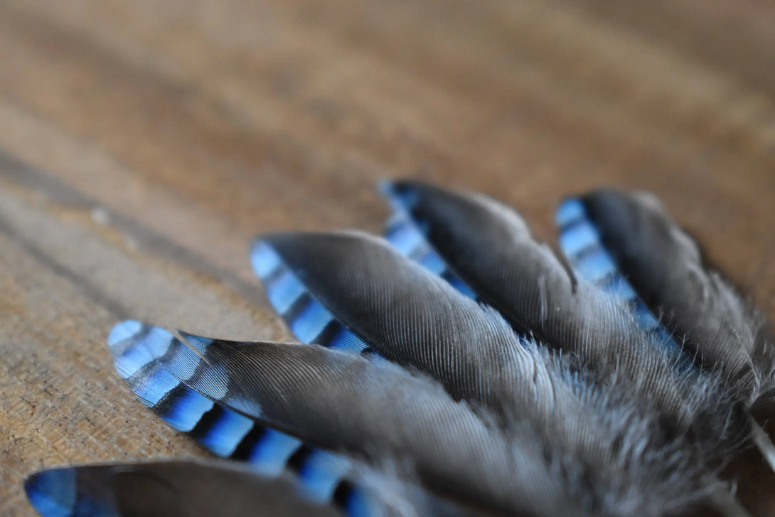Plumes de Geai Plumes Naturelles