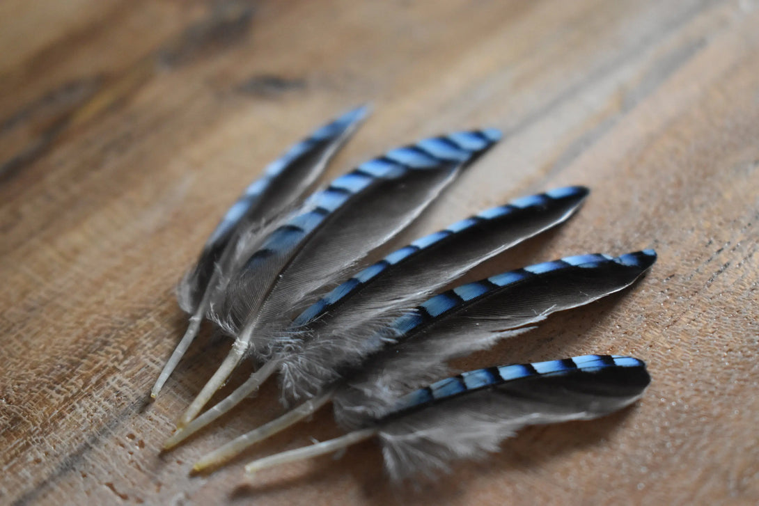 Plumes de Geai Plumes Naturelles