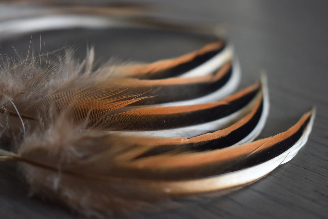 Plumes de canards Plumes Naturelles