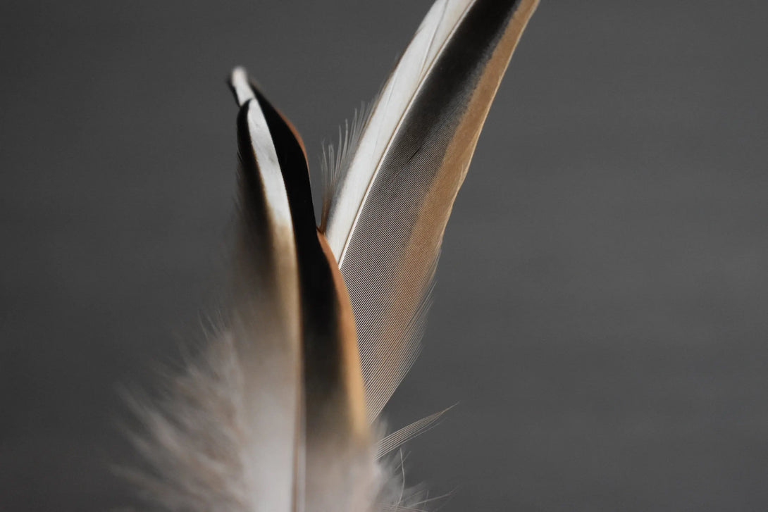 Plumes de canards Plumes Naturelles