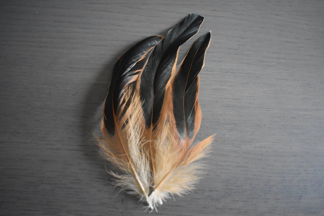 Plumes de coq Plumes Naturelles