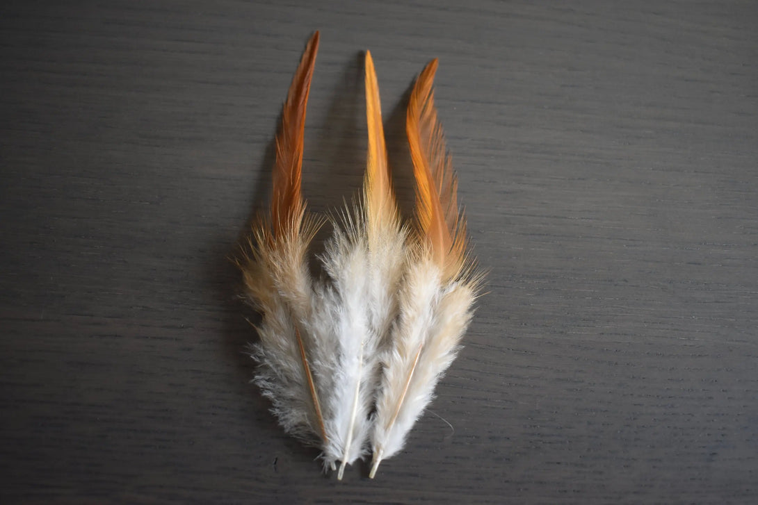 Plumes de coq Plumes Naturelles