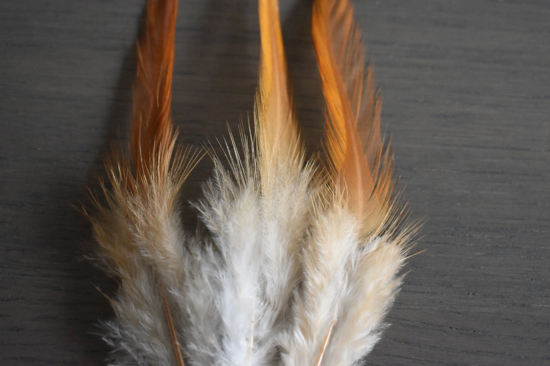 Plumes de coq Plumes Naturelles