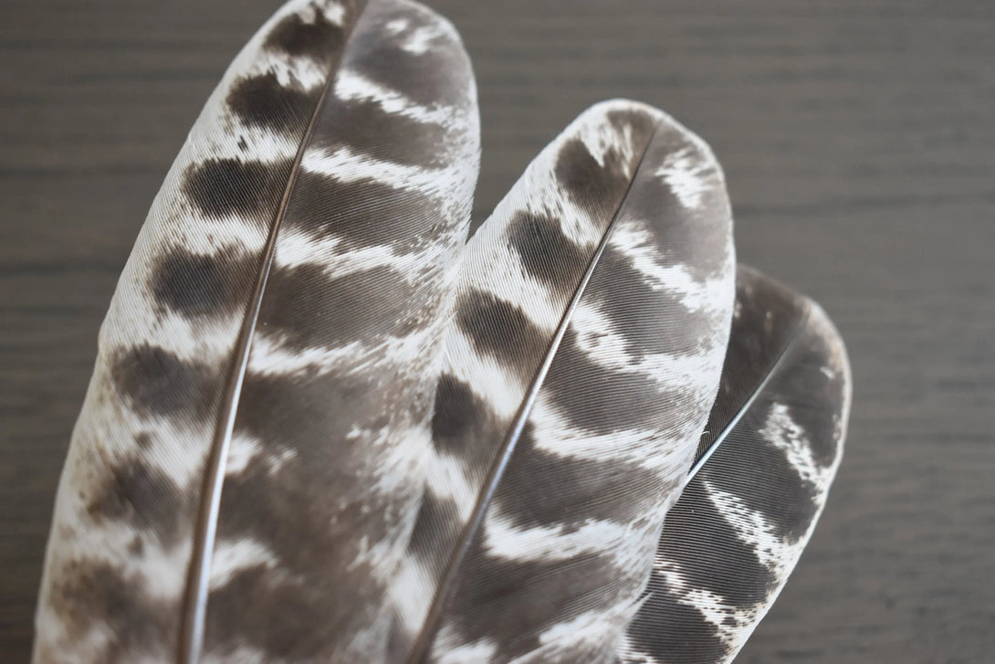 Plumes de dindons Plumes Naturelles