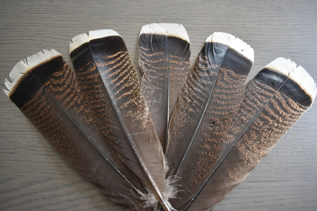 Plumes de dindons Plumes Naturelles