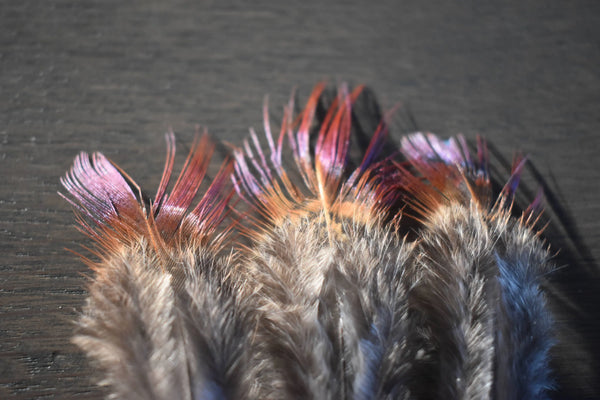 Plumes de faisan 5 centimètres Plumes Naturelles