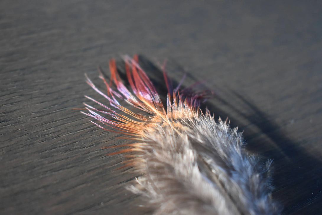 Plumes de faisan 5 centimètres Plumes Naturelles