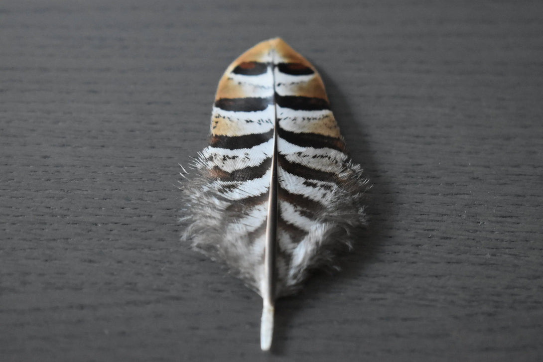 Plumes de faisan 6 centimètres Plumes Naturelles