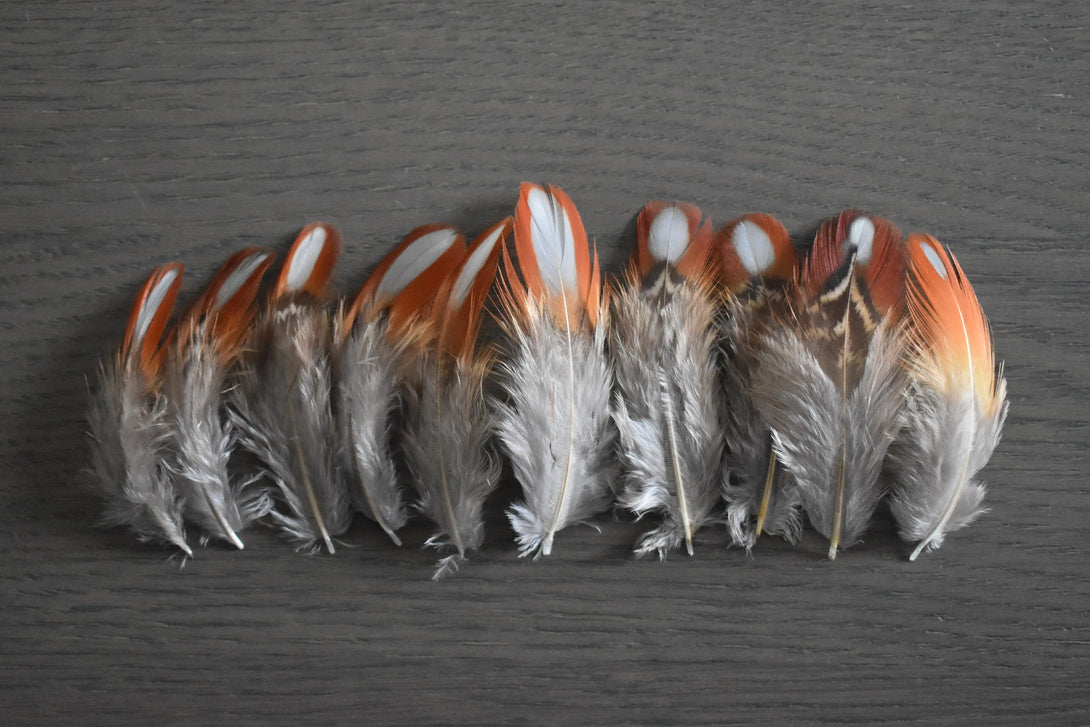 Plumes de faisan Tragopan Plumes Naturelles