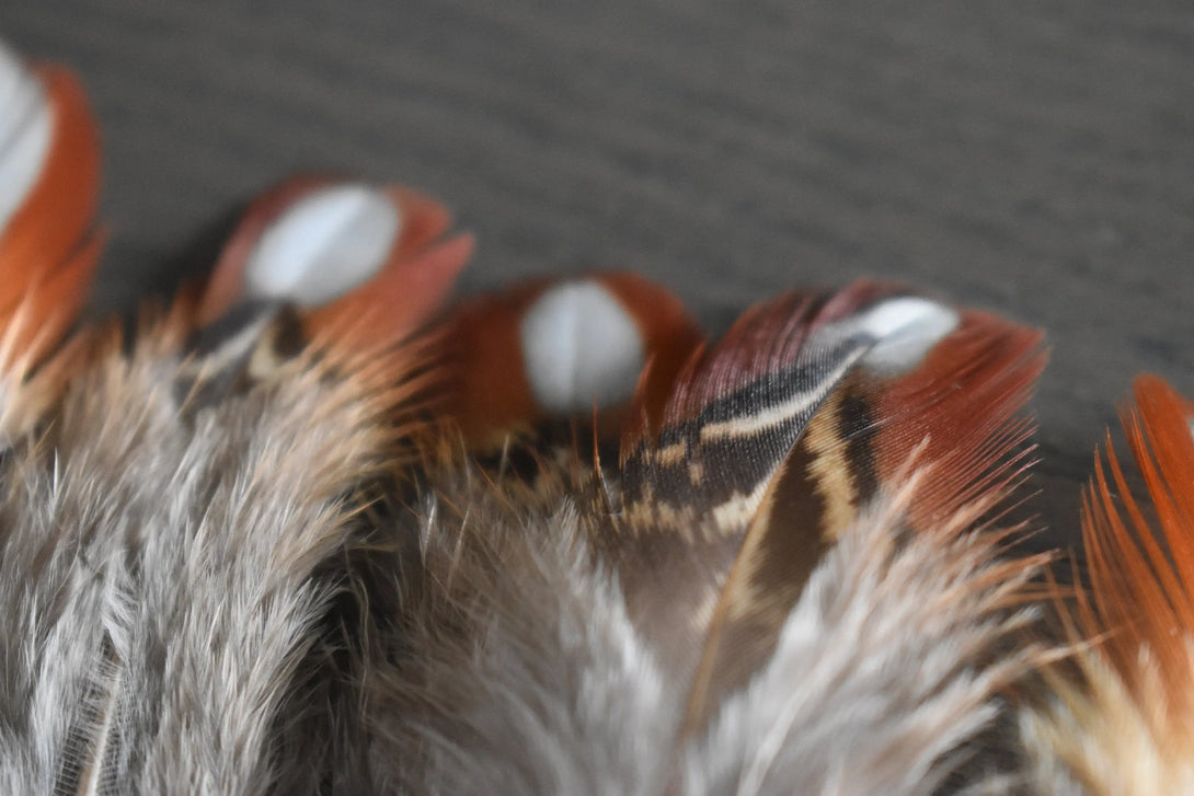 Plumes de faisan Tragopan Plumes Naturelles