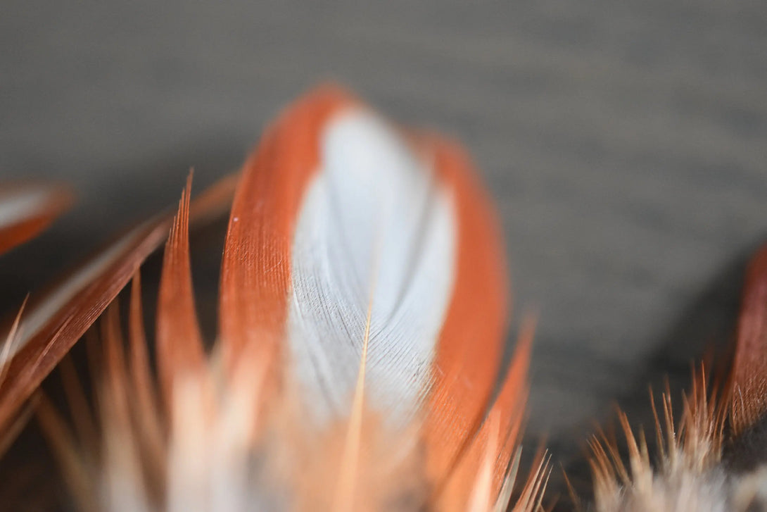 Plumes de faisan Tragopan Plumes Naturelles