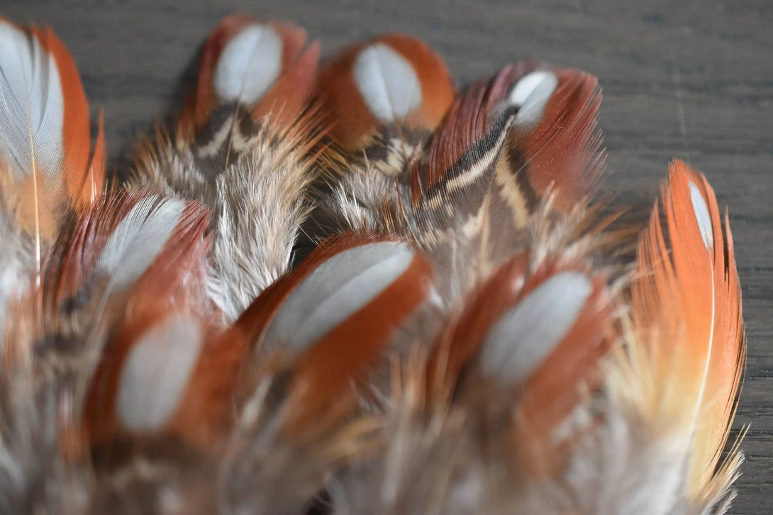 Plumes de faisan Tragopan Plumes Naturelles