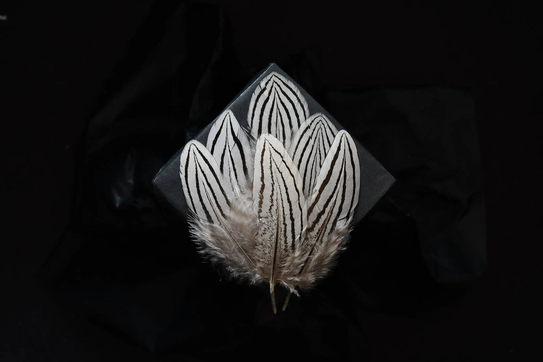 Plumes de faisan argenté Plumes Naturelles