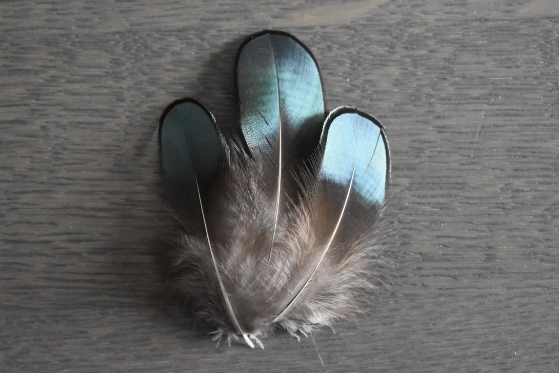 Plumes de faisan de Lady Amherst Plumes Naturelles