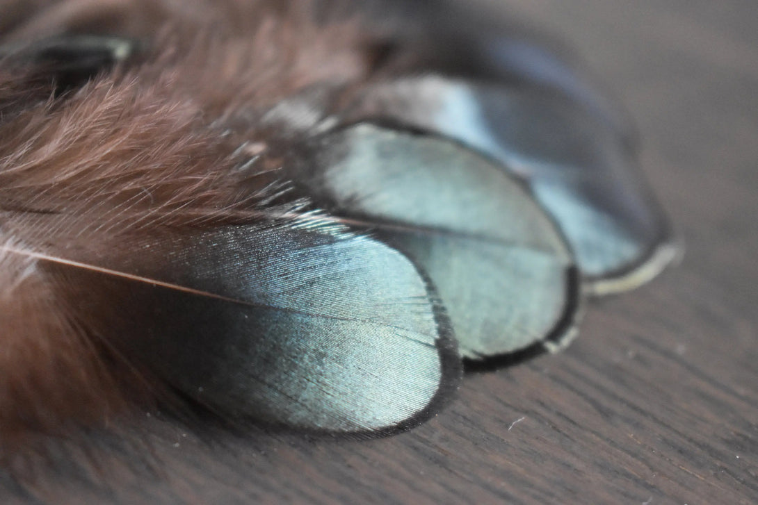 Plumes de faisan de Lady Amherst Plumes Naturelles