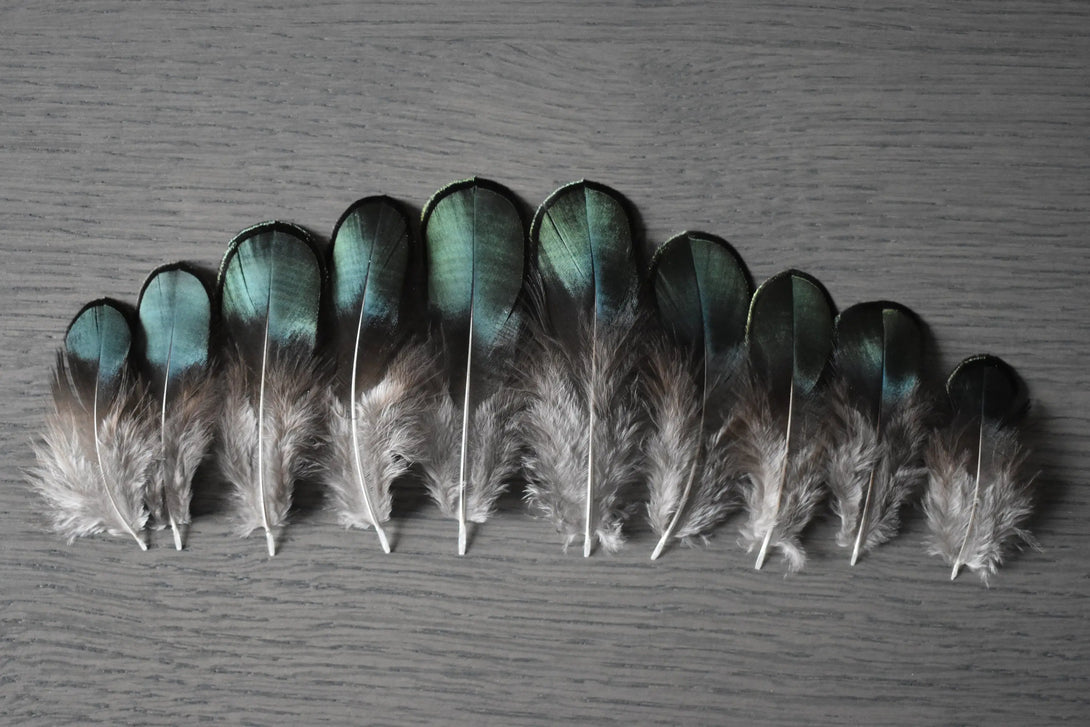 Plumes de faisan de Lady Amherst Plumes Naturelles