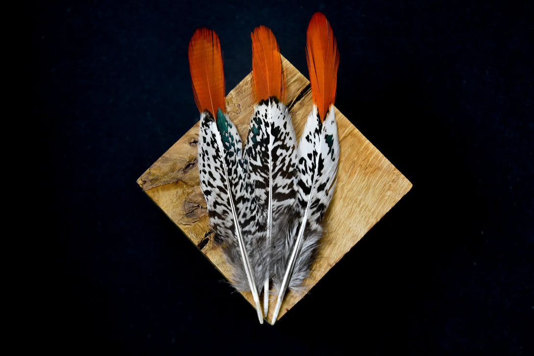 Plumes de faisan de Lady Amherst Plumes Naturelles