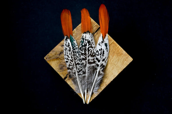 Plumes de faisan de Lady Amherst Plumes Naturelles