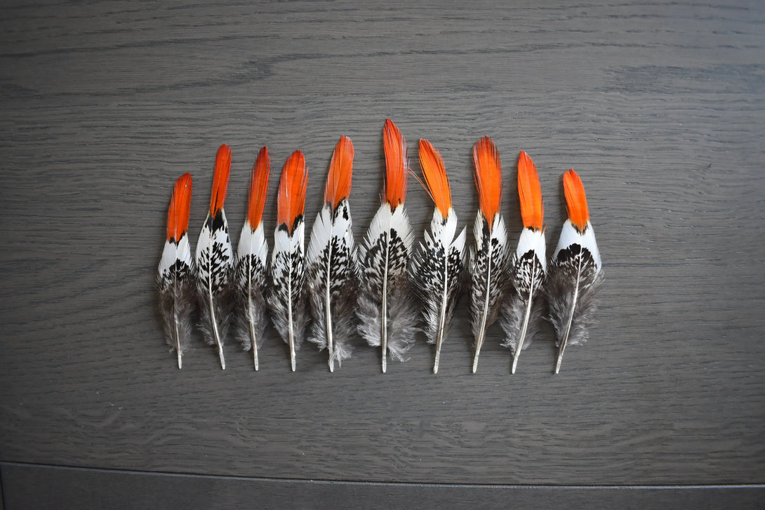 Plumes de faisan de Lady Amherst Plumes Naturelles