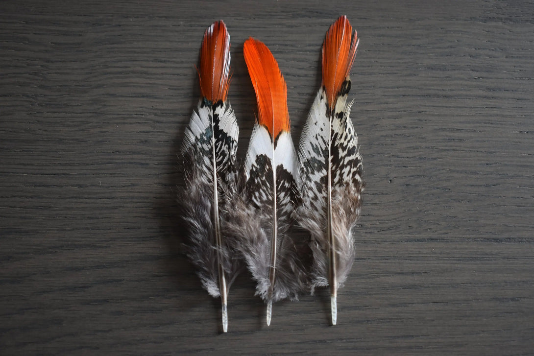Plumes de faisan de Lady Amherst Plumes Naturelles