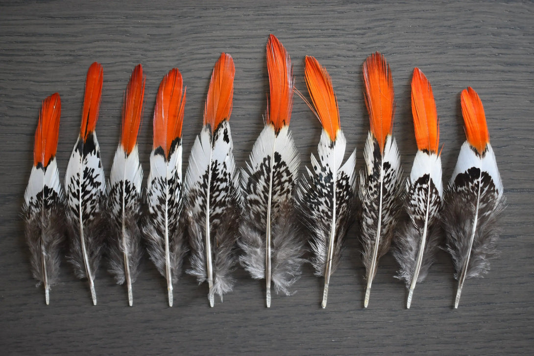 Plumes de faisan de Lady Amherst Plumes Naturelles