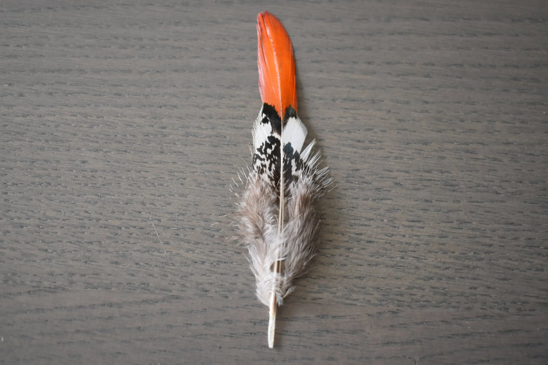 Plumes de faisan de Lady Amherst Plumes Naturelles