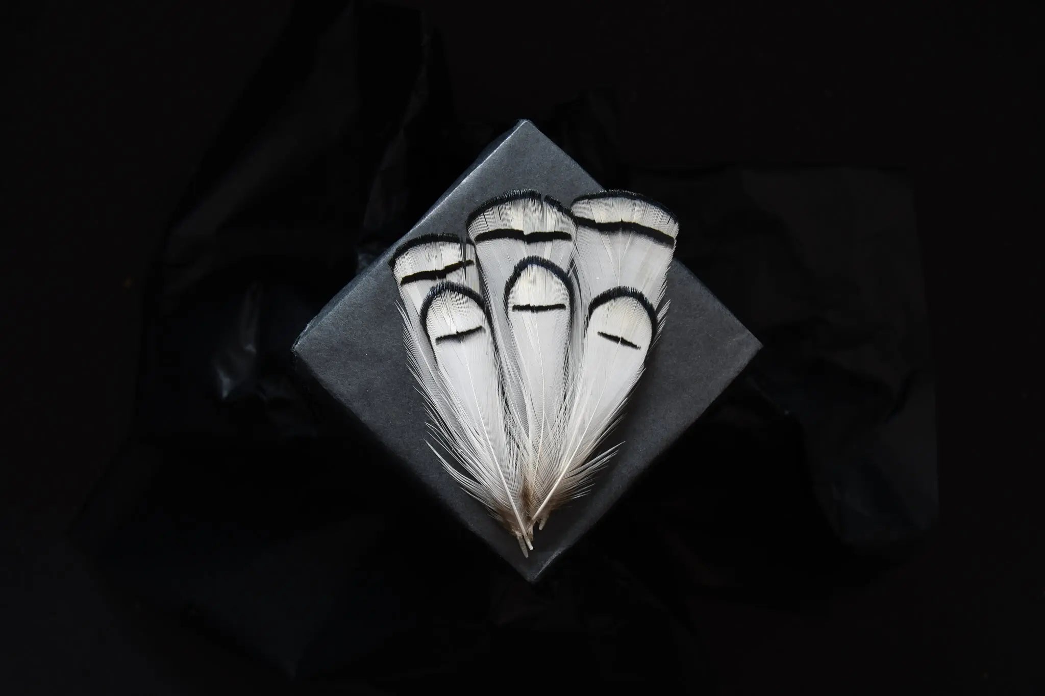 50 Plumes De Faisan Bleu Foncé - 3-6cm - Décos Masques Et Chapeaux