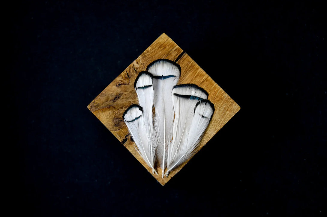 Plumes de faisan de Lady Amherst Plumes Naturelles