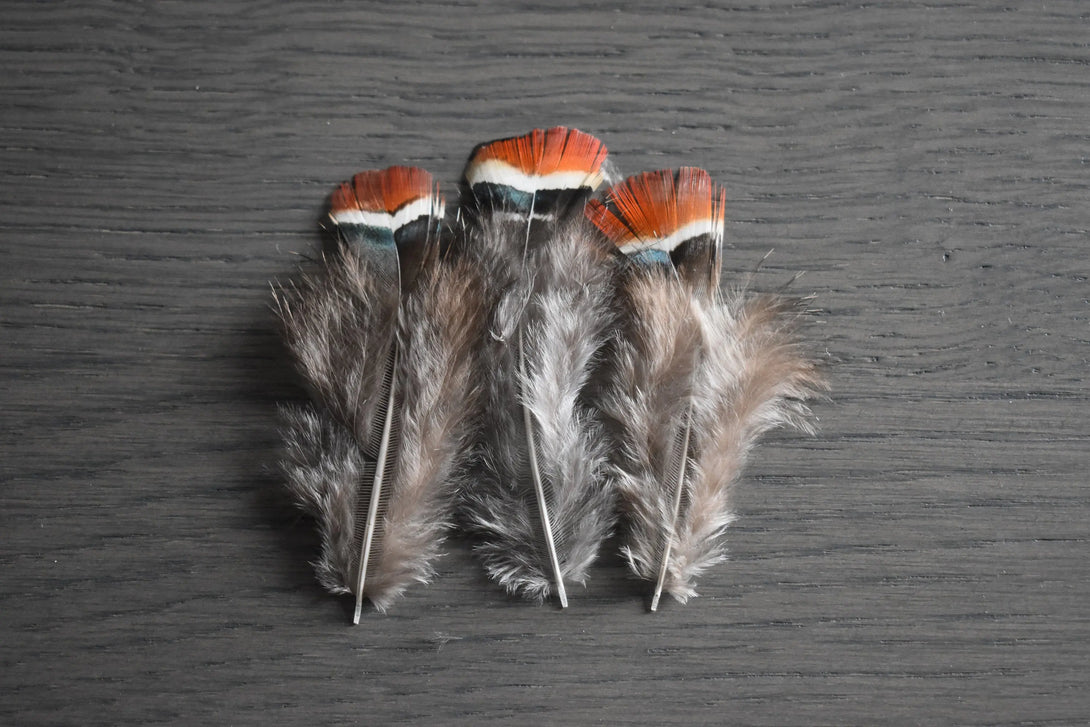 Plumes de faisan de Lady Amherst Plumes Naturelles