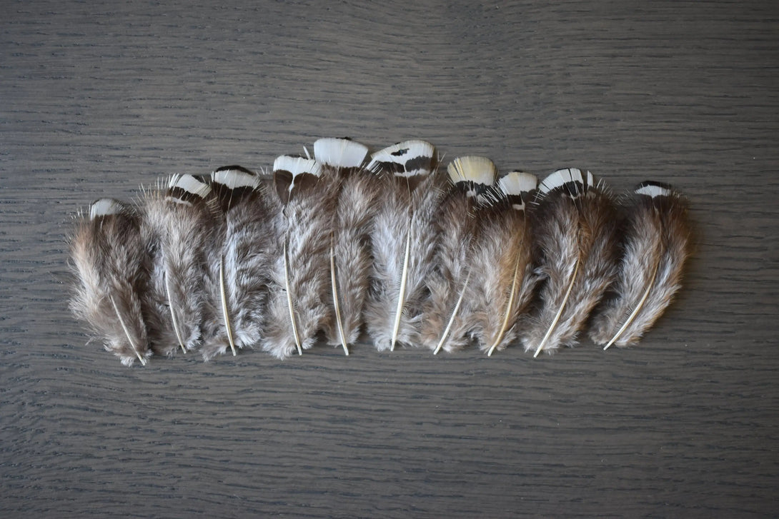 Plumes de faisan de Lady Amherst Plumes Naturelles