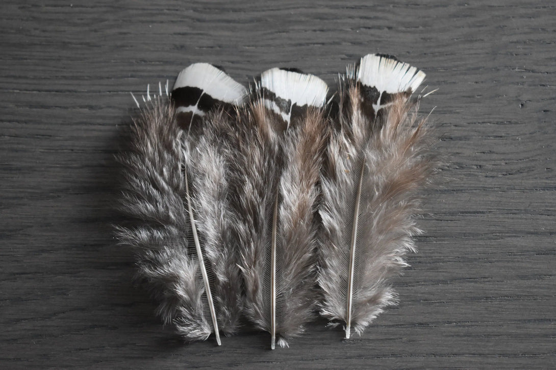 Plumes de faisan de Lady Amherst Plumes Naturelles