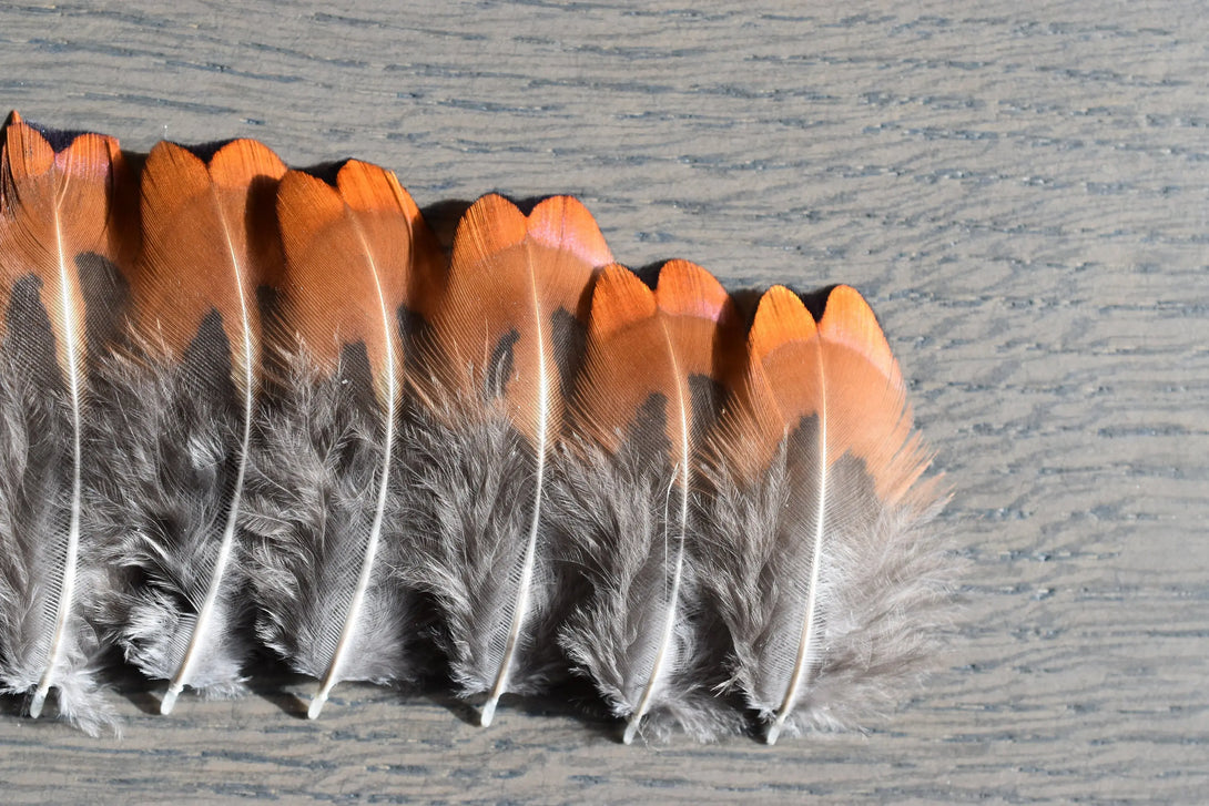 Plumes de faisan de colchide Plumes Naturelles