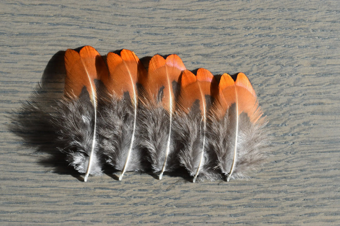 Plumes de faisan de colchide Plumes Naturelles