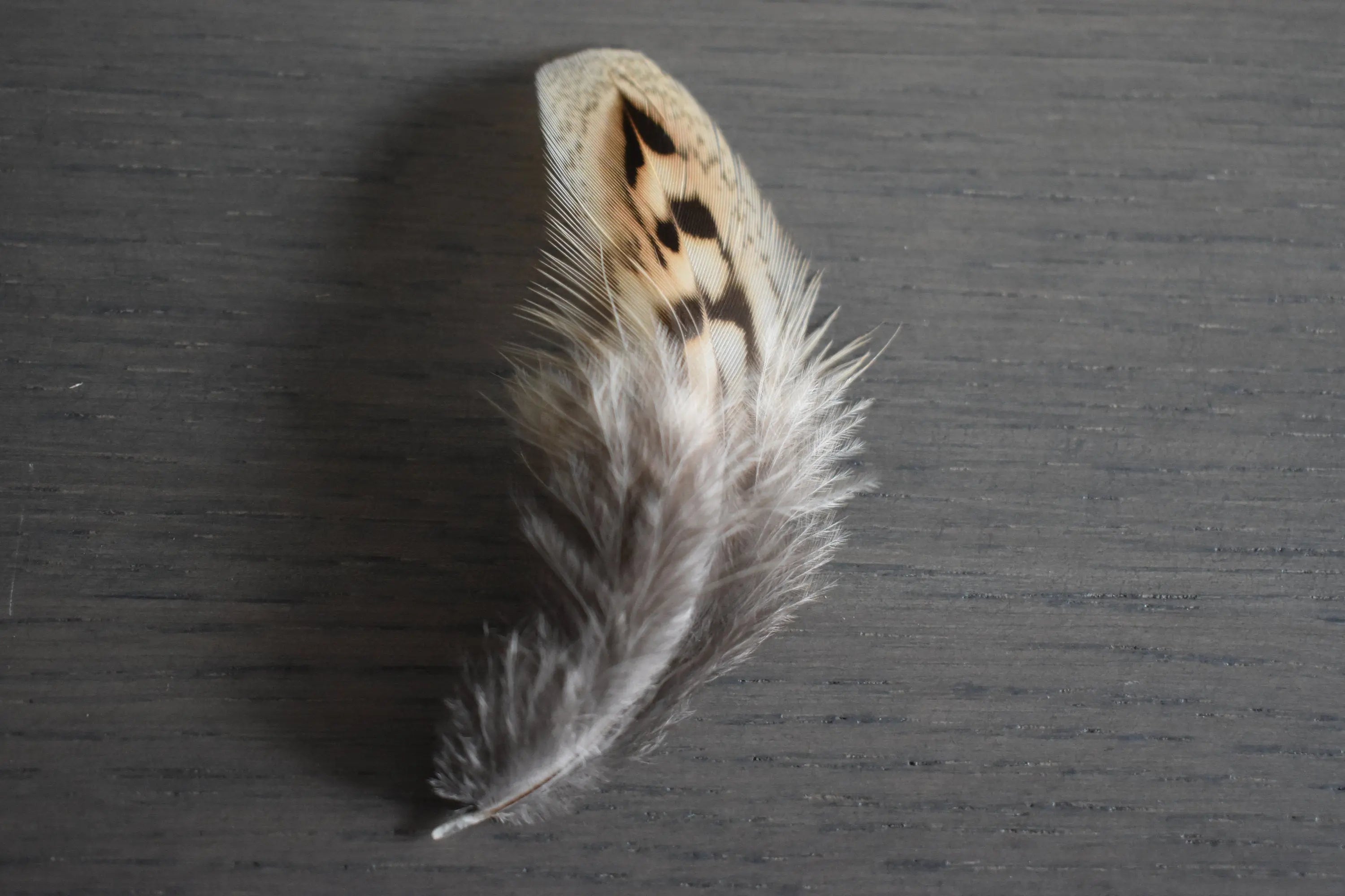 Plumes De Faisan De Colchide Marron Beige 5 10cm Plumes Naturelles Plumes De Faisan De Colchide Marron Beige 5 10cm Plumes Naturelles