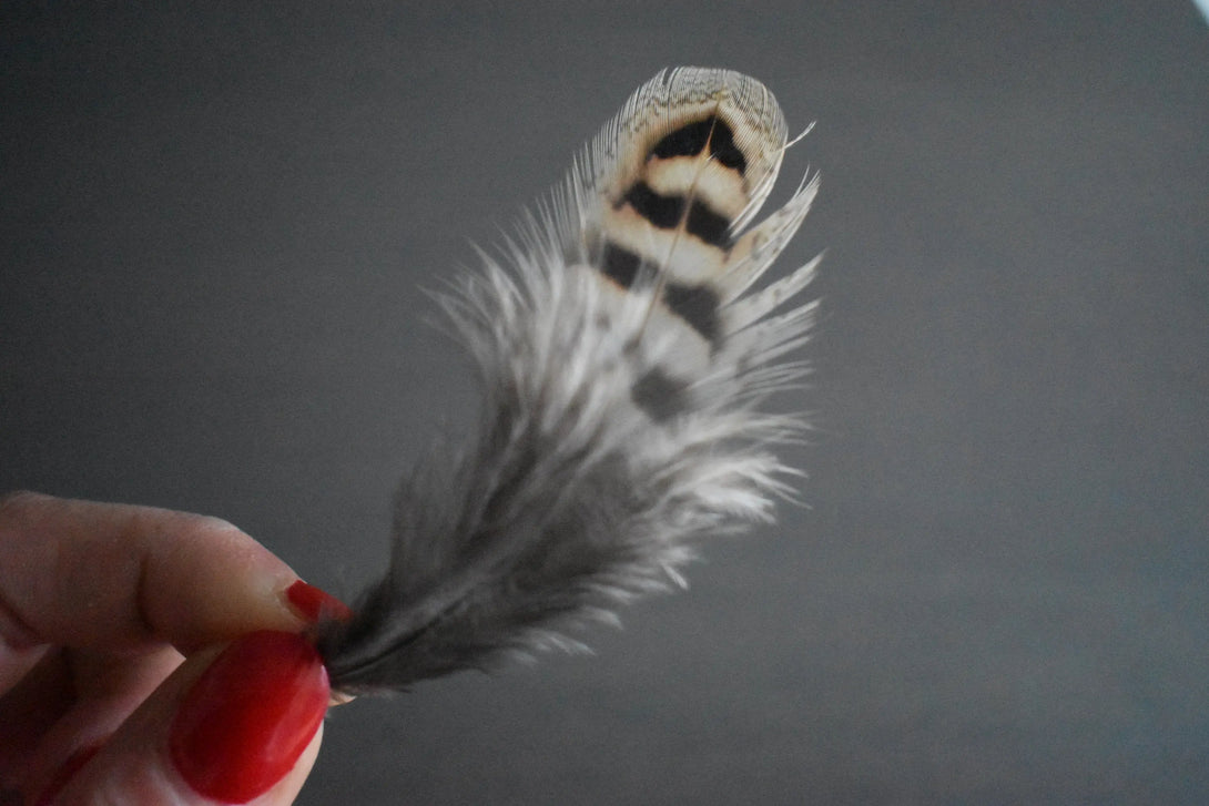 Plumes de faisan de colchide Plumes Naturelles