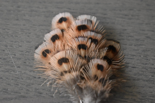 Plumes de faisan de colchide Plumes Naturelles