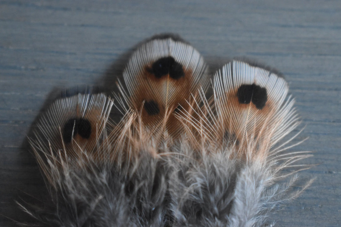 Plumes de faisan de colchide Plumes Naturelles