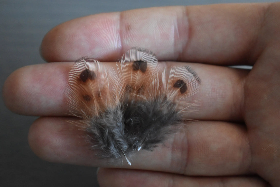 Plumes de faisan de colchide Plumes Naturelles