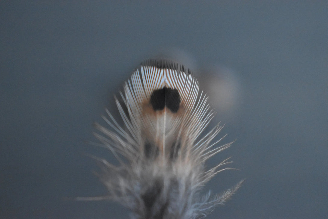Plumes de faisan de colchide Plumes Naturelles
