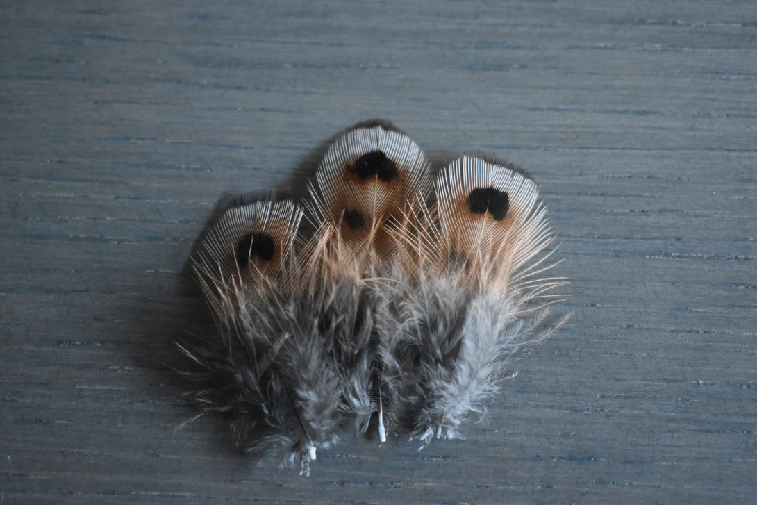 Plumes de faisan de colchide Plumes Naturelles