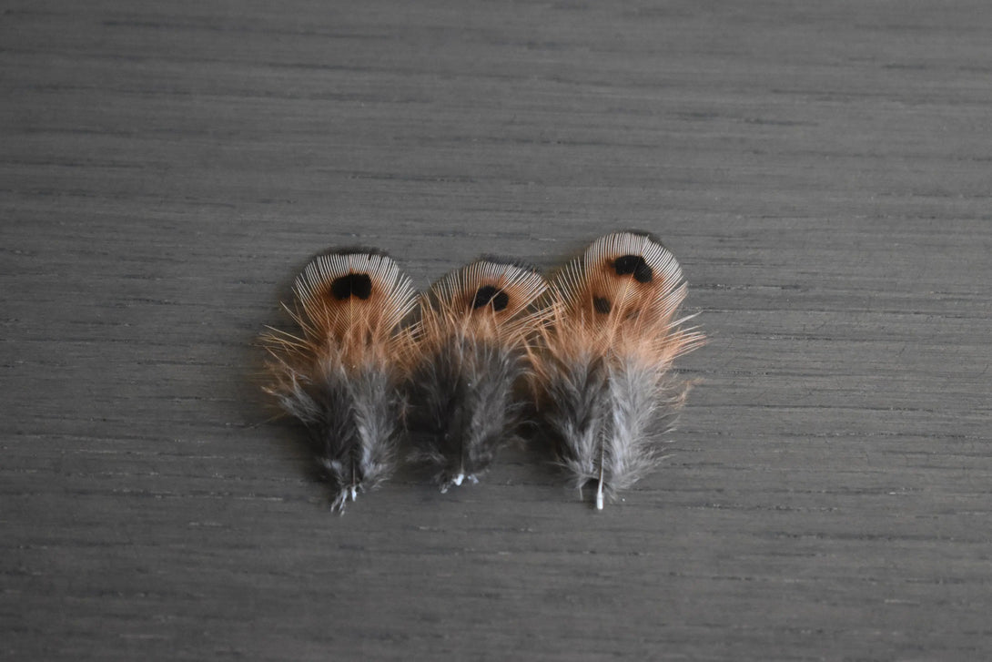 Plumes de faisan de colchide Plumes Naturelles