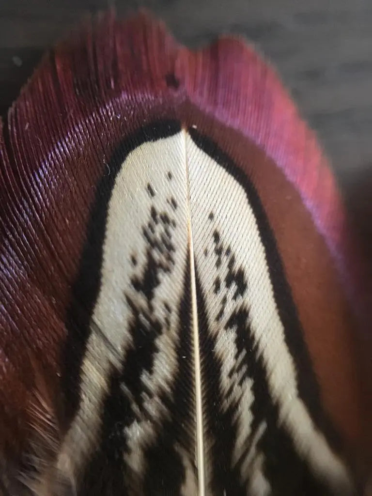 Plumes de faisan de colchide Plumes Naturelles
