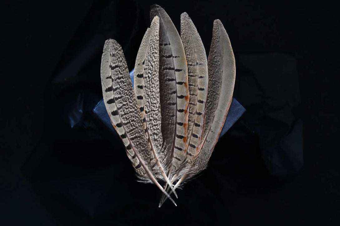 Plumes de faisan de colchide Plumes Naturelles